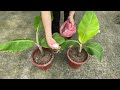 New technique of growing bananas from bananas is simple, helps plants grow super fast