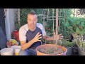 Grow Cherry Tomatoes in a Container