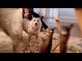 Funniest animal video 😜🤭🙊 funny cats and dogs video#cats