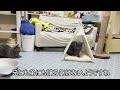 When I bought a pet tent, a monopolized cat appeared! smile