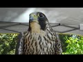 Peregrine Falcon Makes Sounds