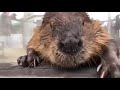 Studies show that watching a beaver eat cabbage lowers stress by 17%