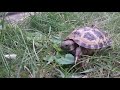 The Secret Life of Tortoise Bakkar