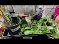 Rooting Mulberry Clippings | Season 5 | E25