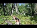 Dog walk in my Alaska forest