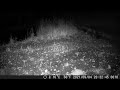 Broome County New York Trail Cam