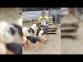 helping stray dogs from Sarajevo