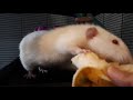 Rats love banana 🍌