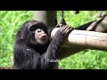 Sep 2020 Tama zoo chimps, Fubuki is happy to reunite with baby brother Ibuki