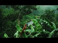 RELAXING RAINY SOUND, BIRDS SOUND, 1 HOURS OF RELAXING NATURE SOUND