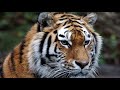 Tierarzt kann es nicht fassen, als er ins Maul des verletzten Tigers schaut!