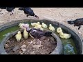 Ducklings Yellow Famaly l Ducklings feed on chickens intimately ep65 l Cute Ducklings' Swim