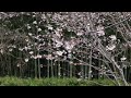 Sakura near Shanghai central ring road in full blossom上海樱花盛开 纯享版