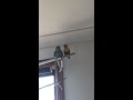 Funny bird parrot love bird feeding Quaker parrot