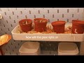 Easy IKEA Greenhouse Cabinet Setup + Tour (Milsbo Edition)
