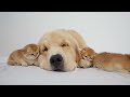 Golden Retriever Are the World's Best Kitten Nannies(Cutest Ever!!)