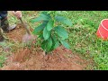 how to grow avocado from seed/avocado plant malayalam @Sunilagri