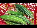 Growing snake gourd at home quickly produces lots of fruit and is delicious