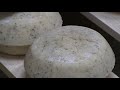 Making Sheep Cheese the Old Fashioned Way