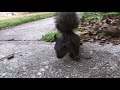 Real Squirrel Attack!!!