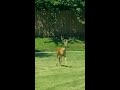 Deers in Huntington Long Island