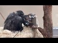 Follow the Baby Chimpanzees with their Mother - Part 40.