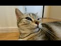 ゴロゴロ音といびき音がすごい！！超ご機嫌な猫はこちら #アメショ #猫動画 #いびき