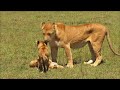 The Epic Saga of East Africa's Cheetah Family | Full Wildlife Documentary