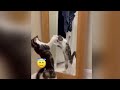 😘 Try Not To Laugh Dogs And Cats 😍 Best Funniest Catss Video 2024 😆😻