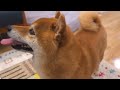 When Papa, who had been away for three days, came home, the Shiba Inu's reaction was amazing.