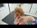 I'm going to make the strongest, cutest fluffy Toy Poodle into a round shape.