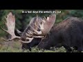 Wildlife Photography - Rutting bull moose lose their velvet   4K  Grand Tetons Park / Jackson Hole
