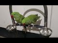 Parrot sound video compilatoin