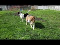 Ralphie. Half beagle, half cow