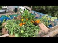 Allotment update - September 2019