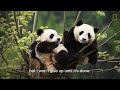 Raising Cute Pandas: It's Complicated | National Geographic