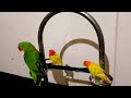 Alexander parrot compilation