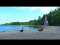 Ducks 🦆 At The Beach 🏖️