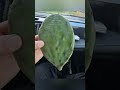 Cooking and Eating Prickly Pear Cactus