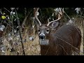 White-tailed Deer - Buck (2/3)