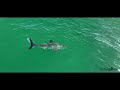 Best Great White Shark Drone Footage 2022 (Narrated)