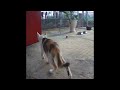 🙀🤣 So Funny! Funniest Cats and Dogs 2024 😂😂 Funniest Animals # 17