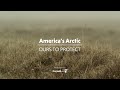 Pectoral Sandpiper In America's Arctic