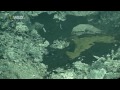 Mariana Trench - Marine Life Undersea Volcanic Hell