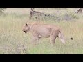 Satara Trip | Kruger National Park | Lots of lions and some birding | Episode 3