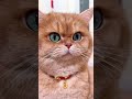 the most funny cat clips || funny pets || CAT LOVERS || FUNNY CLIPS #fuunypets #catvideos