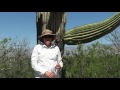 Saguaro Cactus and the Sonoran Desert Ecosystem