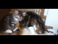 Molly's 7 Week Old Siberian Forest Kittens