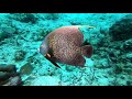 COME DIVE WITH ME IN MEXICO 110 minutes underwater relaxation video