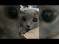 12 Minutes of Funny Cat Videos - EP 180